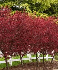 Brighter Blooms Thundercloud Plum Tree