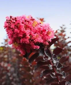 Brighter Blooms Thunderstruck™ Coral Boom™ Crape Myrtle Flowering Trees
