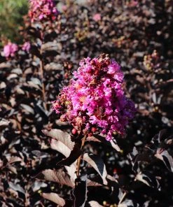 Brighter Blooms Flowering Trees Thunderstruck™ Lavender Blast™ Crape Myrtle