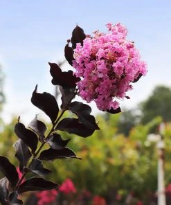 Brighter Blooms Flowering Trees Thunderstruck™ Lavender Blast™ Crape Myrtle