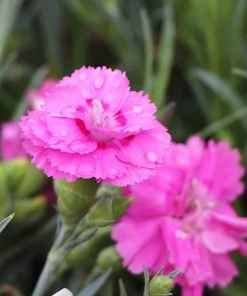 Brighter Blooms Scent First® Tickled Pink Dianthus Perennials
