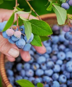 Brighter Blooms Fruit Trees Tifblue Blueberry Bush