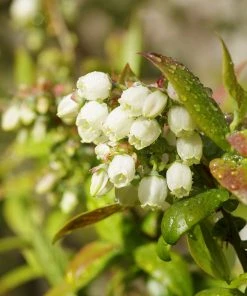 Brighter Blooms Fruit Trees Tifblue Blueberry Bush 7 Brighter Blooms Fruit Trees Tifblue Blueberry Bush