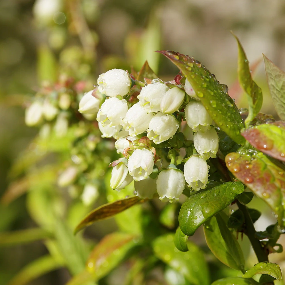 Brighter Blooms Fruit Trees Tifblue Blueberry Bush 3 Brighter Blooms Fruit Trees Tifblue Blueberry Bush