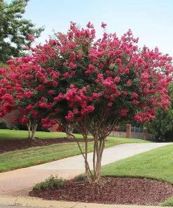 Brighter Blooms Flowering Trees Tonto Red Crape Myrtle Tree