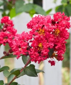 Brighter Blooms Flowering Trees Tonto Red Crape Myrtle Tree