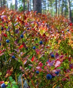 Brighter Blooms Blueberry Bushes Top Hat Blueberry Bush
