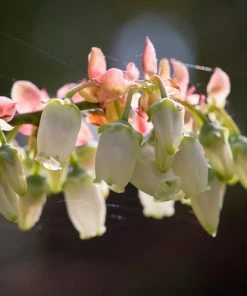 Brighter Blooms Toro Blueberry Bush Blueberry Bushes