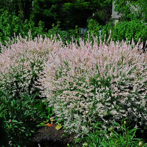 Brighter Blooms Tri-Color Willow Shrub Shrubs & Hedges 1 Brighter Blooms Tri-Color Willow Shrub Shrubs & Hedges