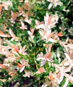 Brighter Blooms Flowering Trees Tri Color Willow Tree