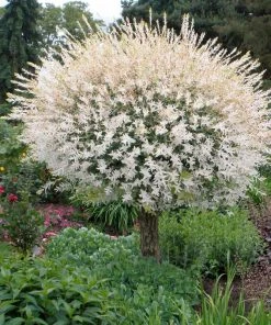 Brighter Blooms Flowering Trees Tri Color Willow Tree