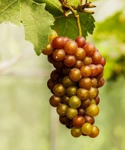 Brighter Blooms Fruit Trees Triumph Grape Vine