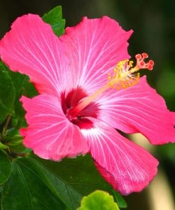 Brighter Blooms Pink Tropical Hibiscus Tree