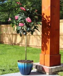 Brighter Blooms Pink Tropical Hibiscus Tree