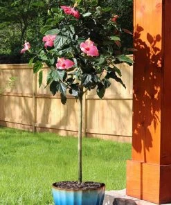 Brighter Blooms Pink Tropical Hibiscus Tree
