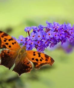 Brighter Blooms True Blue Butterfly Bush (Tree Form)
