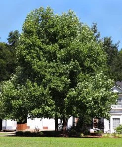Brighter Blooms Flowering Trees Tulip Poplar Tree