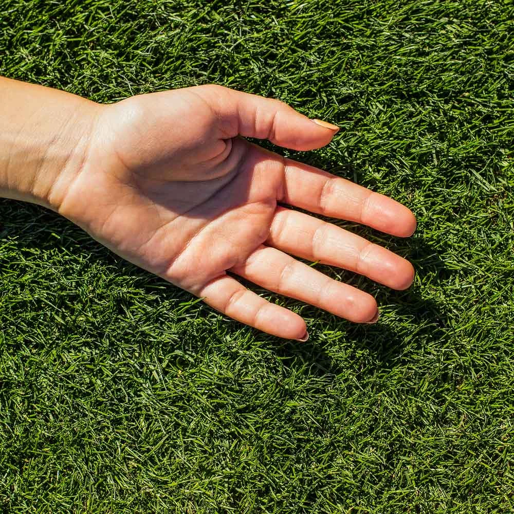 Brighter Blooms TurboTurf™ Bermudagrass Seed 3 Brighter Blooms TurboTurf™ Bermudagrass Seed
