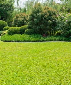 Brighter Blooms TurboTurf™ Bermudagrass Seed 7 Brighter Blooms TurboTurf™ Bermudagrass Seed