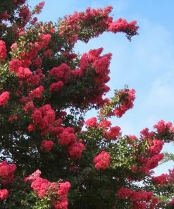 Brighter Blooms Tuscarora Crape Myrtle Tree