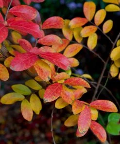 Brighter Blooms Tuscarora Crape Myrtle Tree