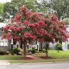 Brighter Blooms Tuscarora Crape Myrtle Tree Flowering Trees