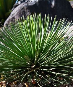 Brighter Blooms Twin Flower Agave Plant
