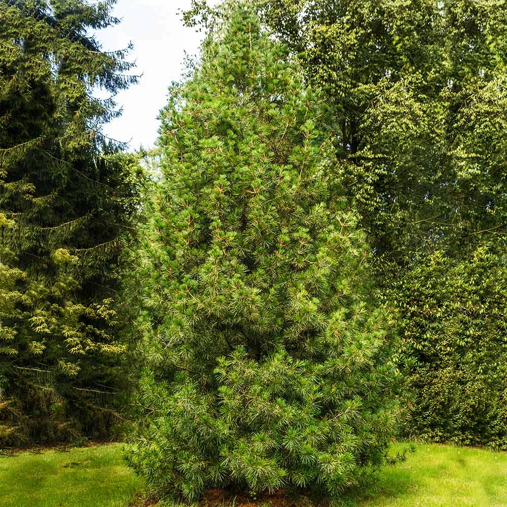 Brighter Blooms Japanese Umbrella Pine Tree Evergreen & Privacy 4 Brighter Blooms Japanese Umbrella Pine Tree Evergreen & Privacy