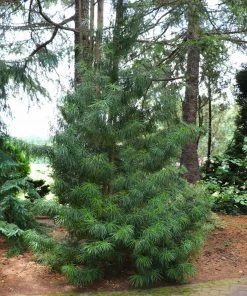 Brighter Blooms Japanese Umbrella Pine Tree Evergreen & Privacy