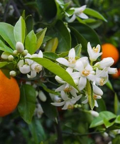 Brighter Blooms Valencia Orange Tree