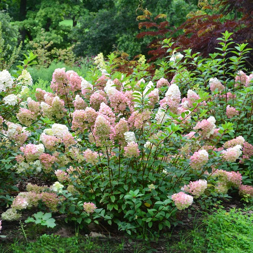 Brighter Blooms Vanilla Strawberry™ Hydrangea Shrub Shrubs & Hedges 4 Brighter Blooms Vanilla Strawberry™ Hydrangea Shrub Shrubs & Hedges