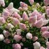 Brighter Blooms Vanilla Strawberry™ Hydrangea Shrub Shrubs & Hedges
