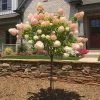 Brighter Blooms Vanilla Strawberry™ Hydrangea Tree