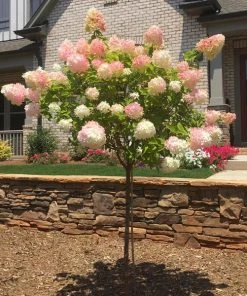 Brighter Blooms Vanilla Strawberry™ Hydrangea Tree