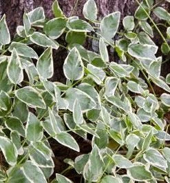 Brighter Blooms Variegated Vinca Vine SHOP ALL