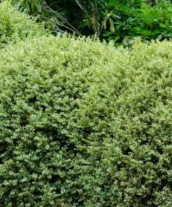 Brighter Blooms Variegated Boxwood Shrub 7 Brighter Blooms Variegated Boxwood Shrub