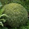 Brighter Blooms Variegated Boxwood Shrub