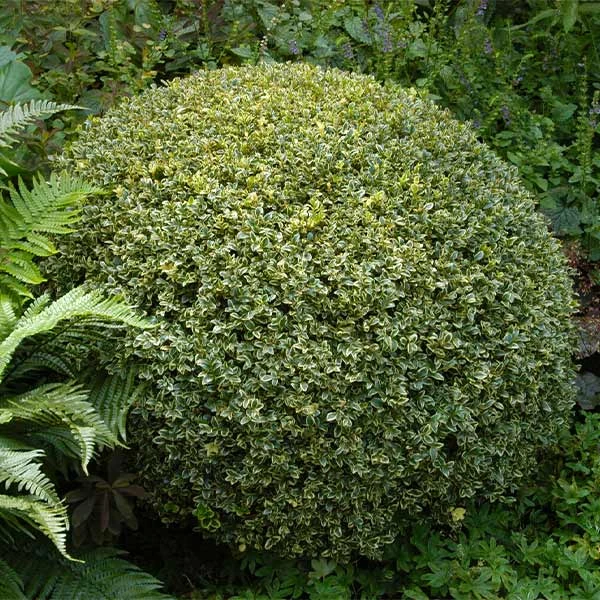 Brighter Blooms Variegated Boxwood Shrub 1 Brighter Blooms Variegated Boxwood Shrub