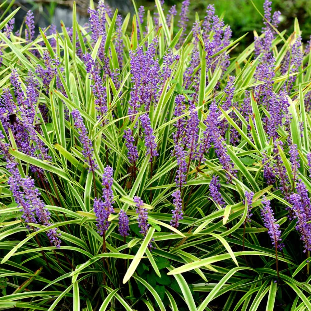 Brighter Blooms Variegated Liriope Plant Ornamental Grasses 3 Brighter Blooms Variegated Liriope Plant Ornamental Grasses