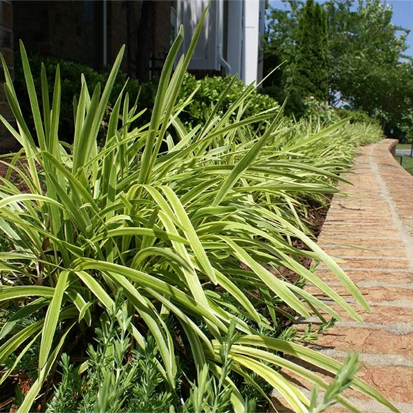 Brighter Blooms Variegated Liriope Plant Ornamental Grasses 1 Brighter Blooms Variegated Liriope Plant Ornamental Grasses