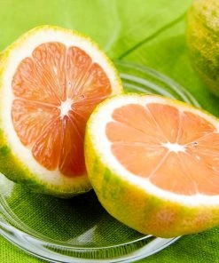 Brighter Blooms Pink Variegated Eureka Lemon Tree