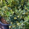Brighter Blooms Pink Variegated Eureka Lemon Tree