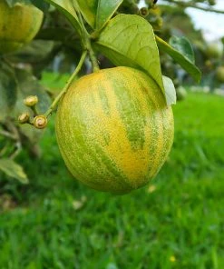 Brighter Blooms Pink Variegated Eureka Lemon Bush Citrus Trees