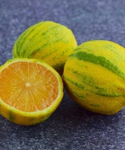 Brighter Blooms Pink Variegated Eureka Lemon Bush Citrus Trees