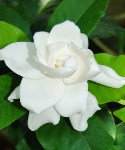 BrighterBlooms.com Gardenia 'Veitchii' Shrub New Shrubs