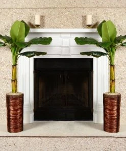 Brighter Blooms Veranda Banana Tree Fruit Trees