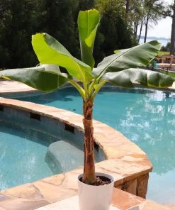 Brighter Blooms Veranda Banana Tree Fruit Trees