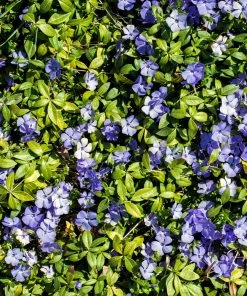 Brighter Blooms Periwinkle Plant Perennials