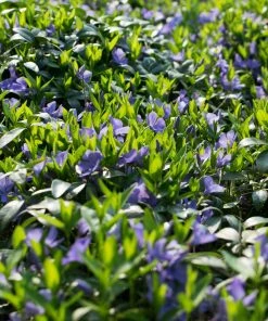 Brighter Blooms Periwinkle Plant Perennials