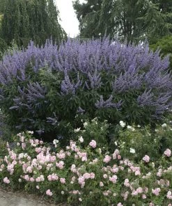 Brighter Blooms Vitex Chaste Tree Flowering Trees